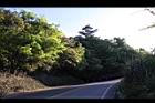 栓皮櫟09.JPG