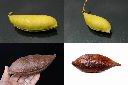 栗豆樹-實1.jpg