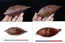 栗豆樹-實2.jpg