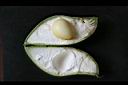 栗豆樹-種子00.jpg