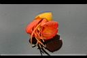 栗豆樹-花1.jpg
