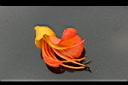 栗豆樹-花2.jpg