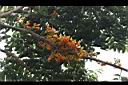 栗豆樹-花序00.jpg