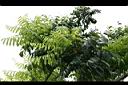 栗豆樹-葉00.jpg