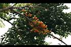 栗豆樹-花序01.jpg