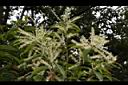 桂林栲-花05.JPG