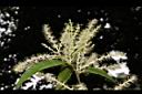 桂林栲-花08.JPG