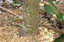 桂林栲-莖00.JPG