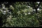 桂林栲-花03.JPG