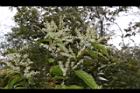 桂林栲-花06.JPG