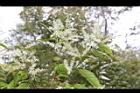 桂林栲-花07.JPG