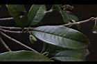 桂花-實05.jpg