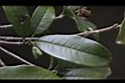 桂花-實06.jpg