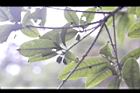 桂花-實13.jpg