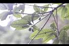 桂花-實14.jpg
