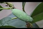 桂花-實30.jpg