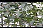 桂花-實38.JPG