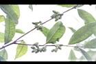 桂花-實41.JPG