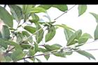 桂花-實42.JPG