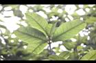 桂花-葉10.jpg