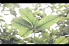 桂花-葉11.jpg