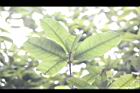 桂花-葉12.jpg