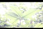 桂花-葉13.jpg