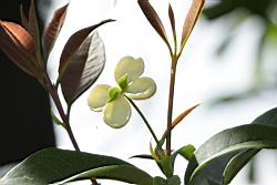 桂花-花29.JPG