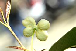 桂花-花47.JPG