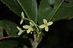 結子桂花-花00.JPG