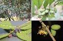 桂花-實.jpg