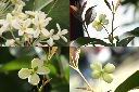 桂花-花.jpg