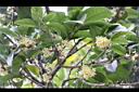 桂花-花05.JPG