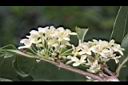 桂花-花10.JPG