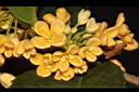 金桂-花14.JPG