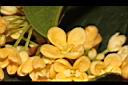 金桂-花15.JPG