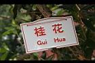 桂花-乾01.JPG