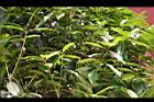 桂花-乾02.JPG