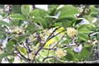 桂花-花06.JPG