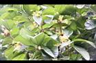 桂花-花07.JPG