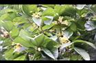 桂花-花08.JPG