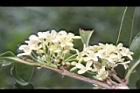 桂花-花12.JPG