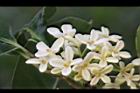 桂花-花13.JPG