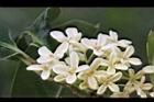 桂花-花17.JPG
