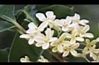 桂花-花19.JPG