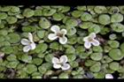 桂花-花25.JPG