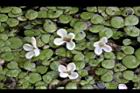 桂花-花26.JPG