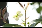 桂花-花27.JPG