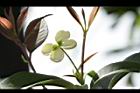 桂花-花28.JPG