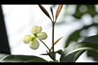 桂花-花31.JPG